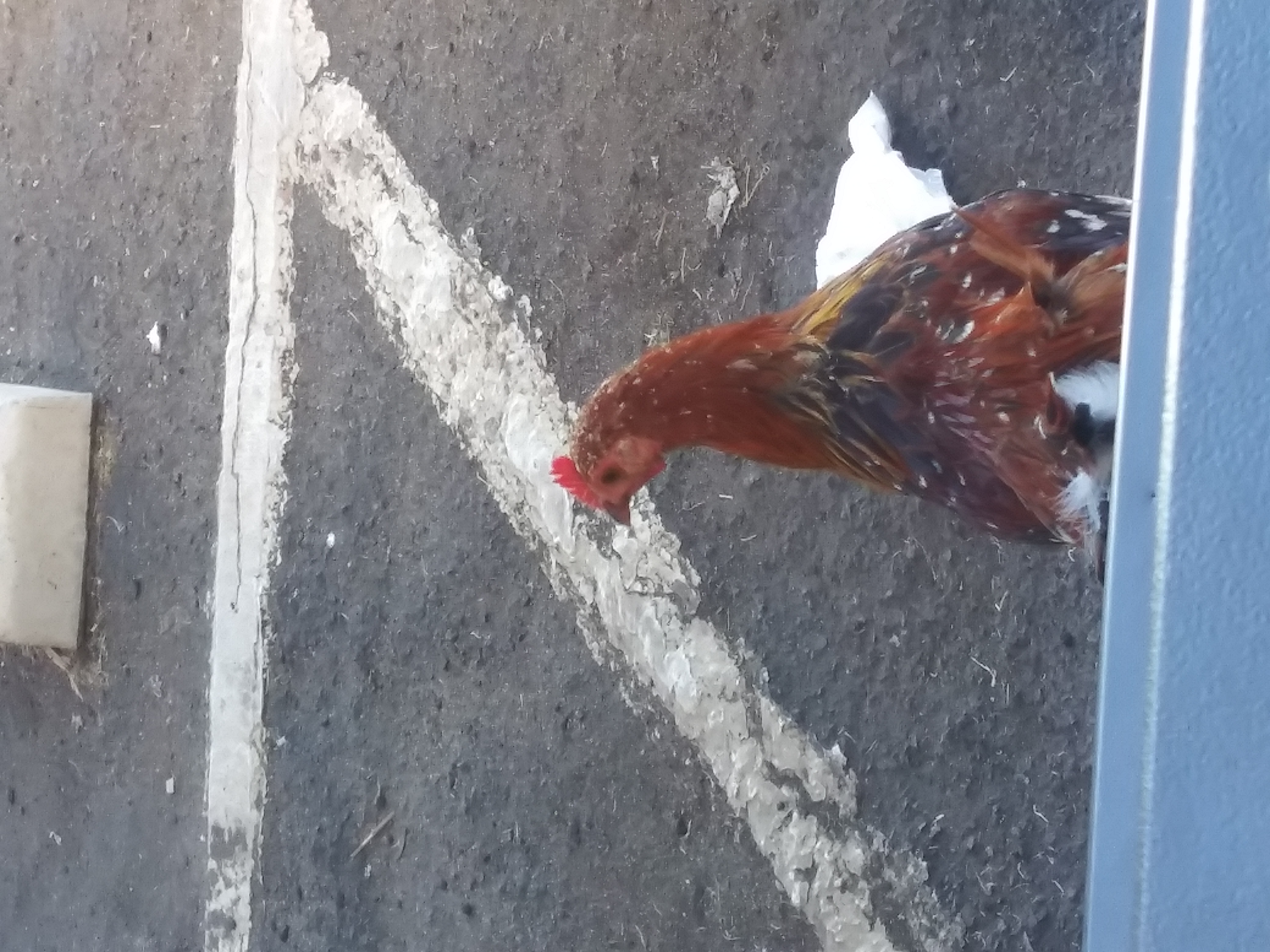 another chicken under a table